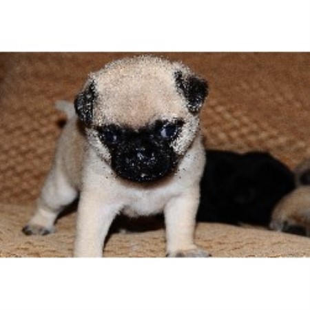 pug rescue ireland pug breeders and kennels uk scotland wales and ireland fawn pug rescue ireland pug breeders and kennels uk scotland wales and ireland fawn