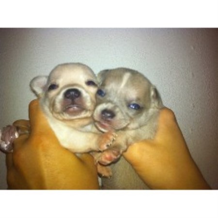 Chihuahua Breeder in Sittingbourne, Kent
