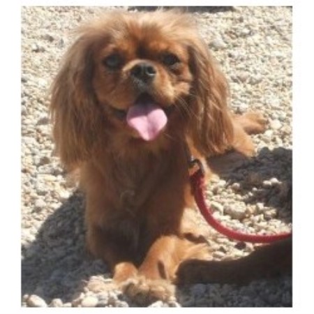 Cavalier King Charles Spaniel Breeder in Southport, Merseyside