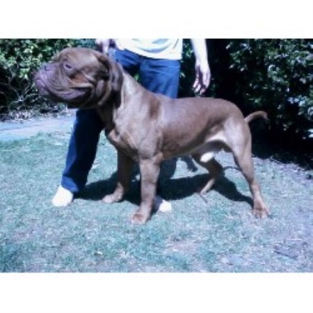 Dogue De Bordeaux Stud in West Sussex