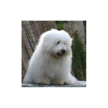 Coton De Tulear Breeder in Sleaford, Lincolnshire