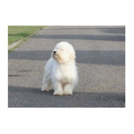 Havanese Breeder in Sleaford, Lincolnshire