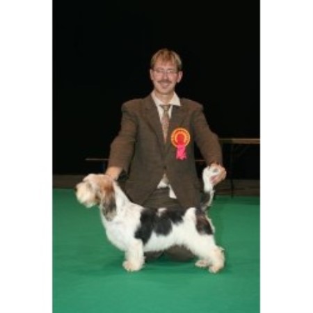 Petit Basset Griffon Vendeen Breeder in Manchester, Lancashire