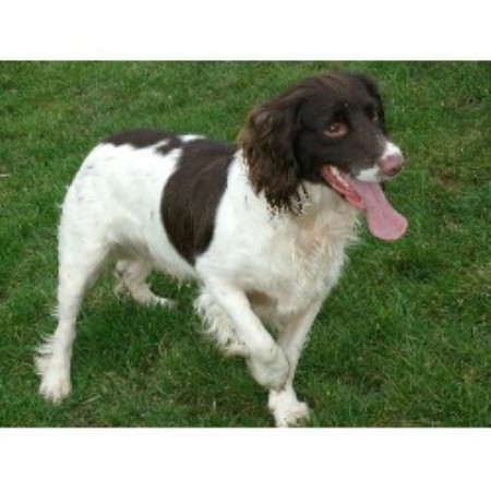 English Springer Spaniel Stud in Devon