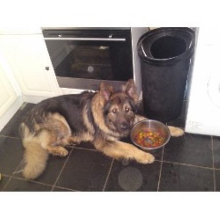 German Shepherd Dog Stud in Tyne and Wear