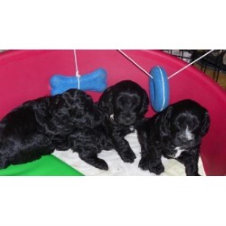 Cockapoo Breeder in Hadleigh, Suffolk
