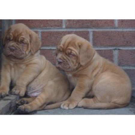 Dogue+de+bordeaux+french+mastiff+puppies+sale
