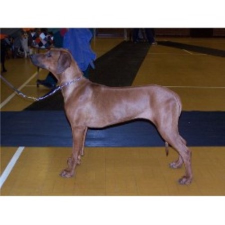 Rhodesian Ridgeback Breeder in Birmingham, Warwickshire