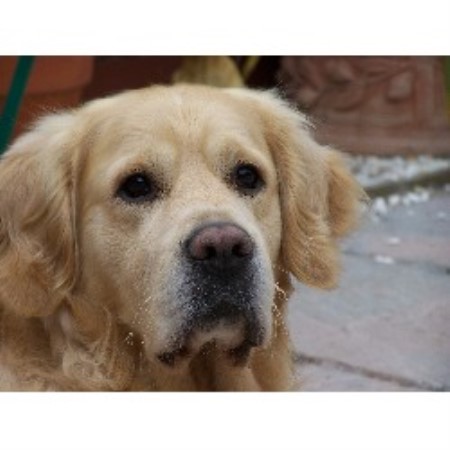 Golden Retriever Stud in Somerset