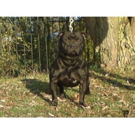 Staffordshire Bull Terrier Stud in Staffordshire
