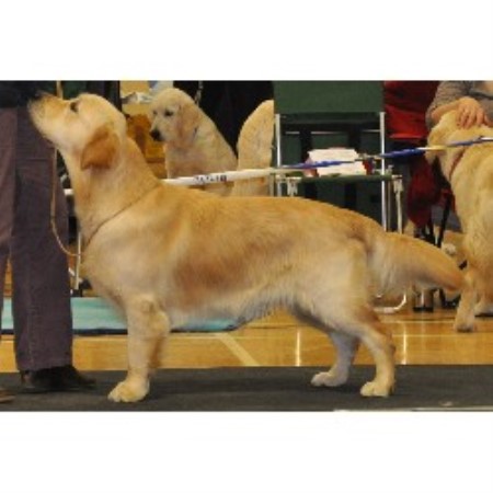 Golden Retriever Stud in Hampshire