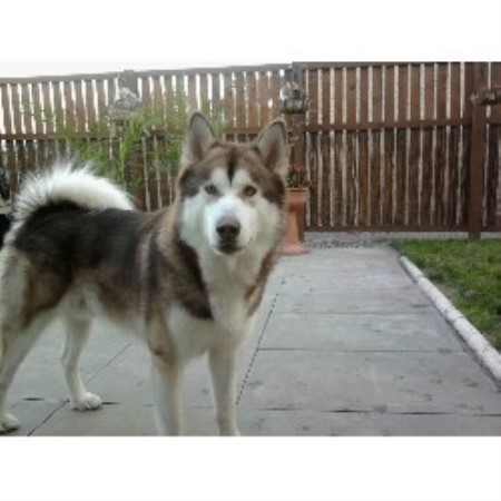 Alaskan Malamute Stud in Renfrewshire