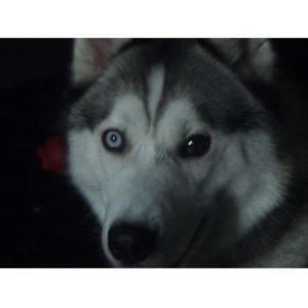 Siberian Husky Stud in Merseyside