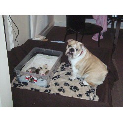 English Bulldog Breeder in Hull, North Humberside