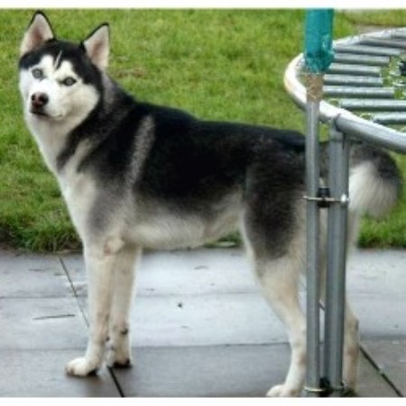 Siberian Husky Stud in Lancashire