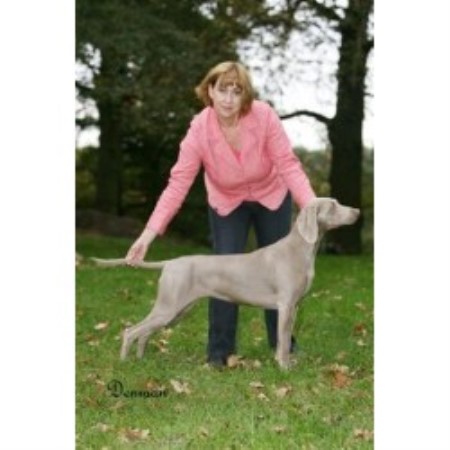 Weimaraner Breeder in Tamworth, Staffordshire