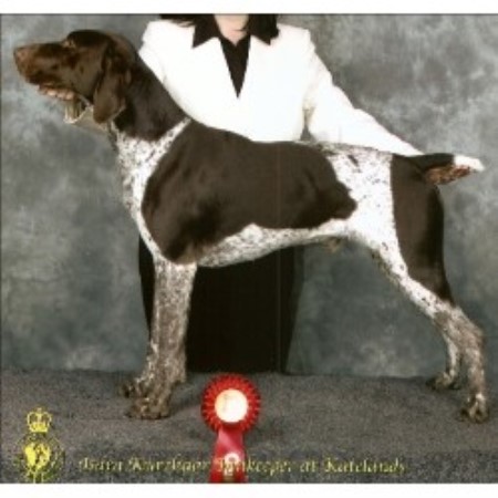 German Shorthaired Pointer Breeder in Tamworth, Staffordshire