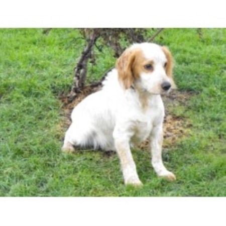 English Cocker Spaniel Stud in Lincolnshire