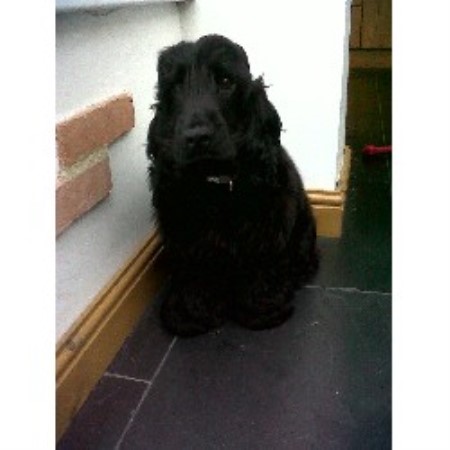 English Cocker Spaniel Stud in Leicestershire
