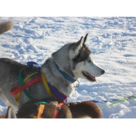 Siberian Husky Stud in Lancashire