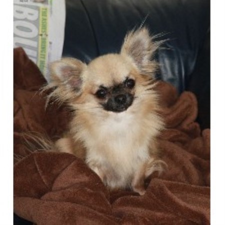 Chihuahua Breeder in Barrow, Cumbria