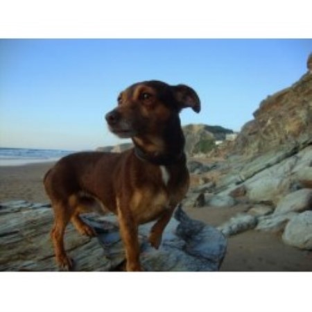 Jack Russell Terrier Stud in Shropshire