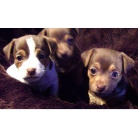 Jack Russell Terrier Stud in West Midlands