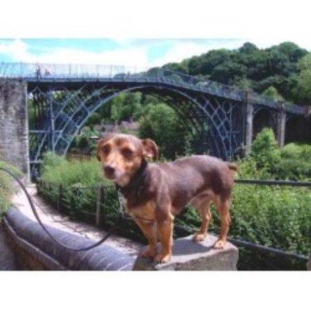 Jack Russell Terrier Stud in West Midlands