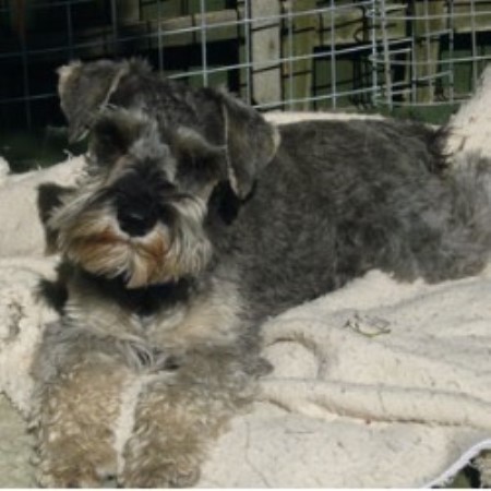 miniature schnauzer rescue puppies ready for adoption schnauzer scottish terrier scottie mixed breeds picture miniature schnauzer rescue puppies ready for adoption schnauzer scottish terrier scottie mixed breeds picture