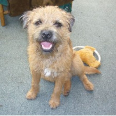 Border Terrier Stud in Hampshire