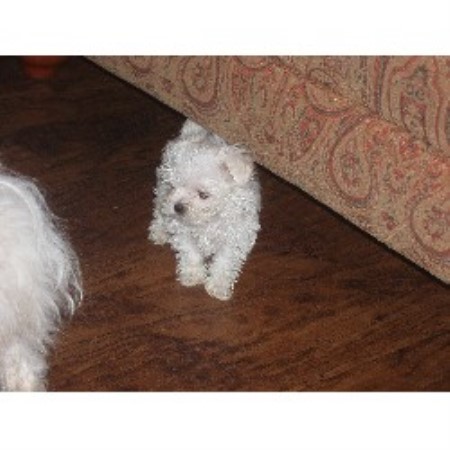 Maltese Breeder in Stalybridge, Cheshire
