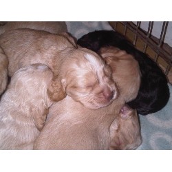 English Cocker Spaniel Stud in Hampshire