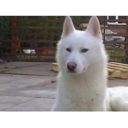 Siberian Husky Stud in Cheshire