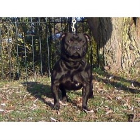 Staffordshire Bull Terrier Breeder in Rugeley, Staffordshire