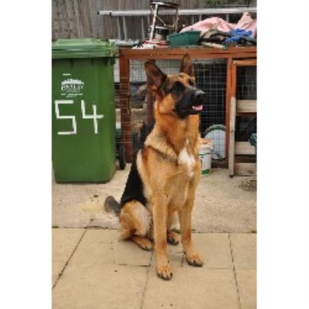 German Shepherd Dog Breeder in Erith, Kent