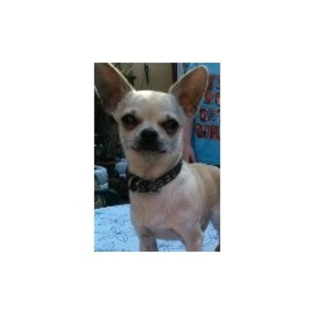 Chihuahua Stud in Clwyd