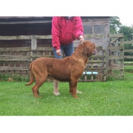 Dogue De Bordeaux Stud in North Yorkshire