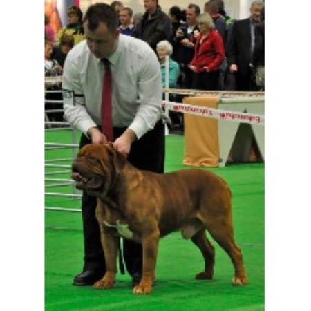 Dogue De Bordeaux Breeder in Northallerton, North Yorkshire