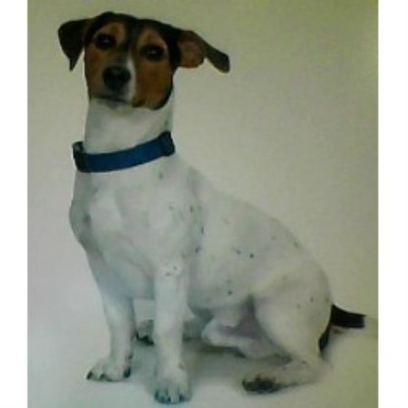 Jack Russell Terrier Stud in Leicestershire