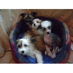 Chinese Crested Breeder in Doddington, Cambridgeshire