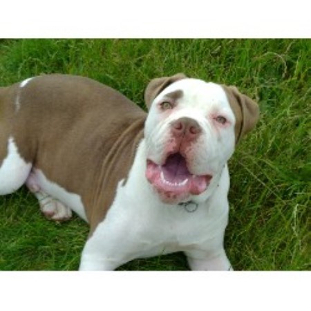 Alapaha Blue Blood Bulldog Stud in South Yorkshire