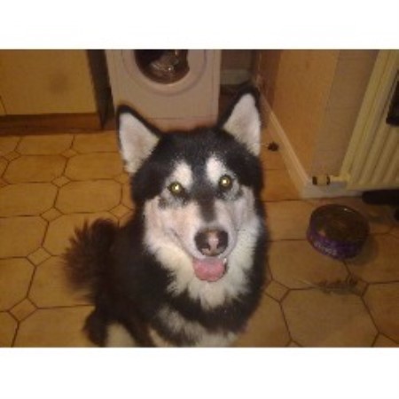 Alaskan Malamute Stud in Staffordshire