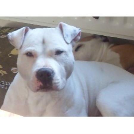 Staffordshire Bull Terrier Stud in Essex