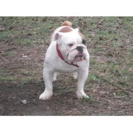 English Bulldog Stud in Bedfordshire