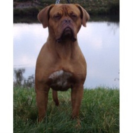 Dogue De Bordeaux Breeder in Rayleigh, Essex