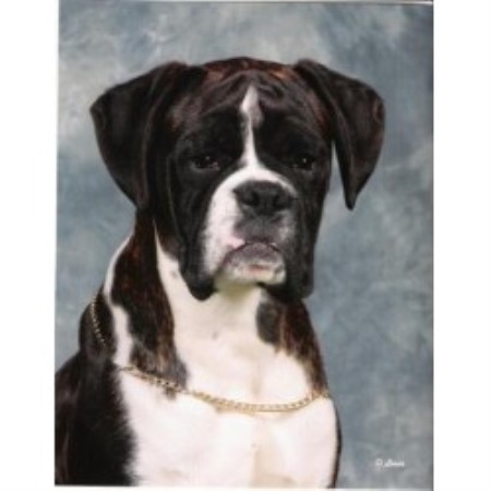 Boxer Stud in Lincolnshire