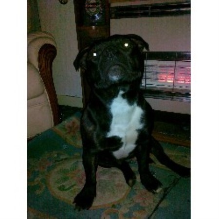 Staffordshire Bull Terrier Stud in Clackmannanshire