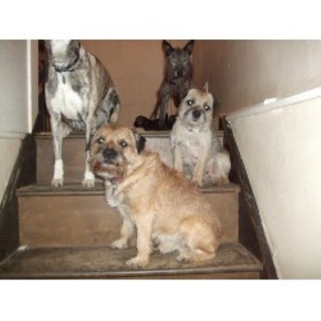 Border Terrier Stud in West Sussex