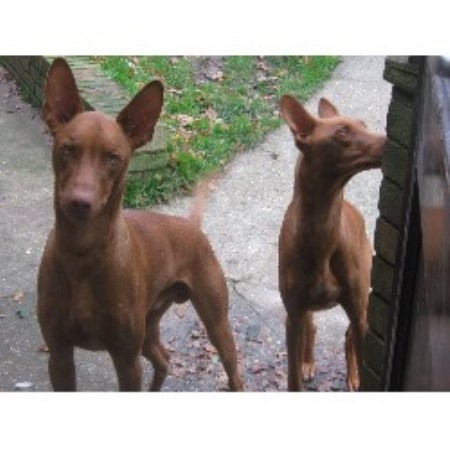Pharaoh Hound stud Yarmouth 17993