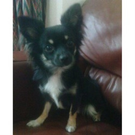 Chihuahua Stud in North Yorkshire